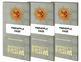 Barneys Farm Pineapple Haze REGULAR - 10 reguläre Samen