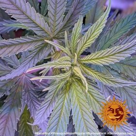 Barneys Farm Pineapple Haze REGULAR - 10 reguläre Samen