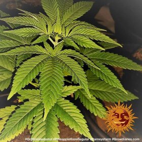 Barneys Farm Pineapple Haze REGULAR - 10 reguläre Samen