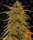 Barneys Farm Pineapple Haze REGULAR - 10 reguläre Samen