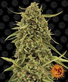 Barneys Farm Widow Remedy REGULAR - 10 regular seeds