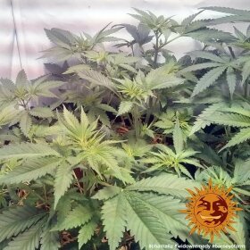 Barneys Farm Widow Remedy REGULAR - 10 reguläre Samen