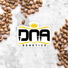 DNA Genetics Mix Pack REGULAR - 5 reguläre Samen