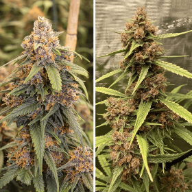 Dutch Passion Durban Poison REGULAR - 10 reguläre Samen