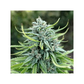 Dutch Passion Durban Poison REGULAR - 10 reguläre Samen