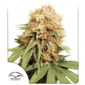 Dutch Passion White Widow REGULAR - 10 reguläre Samen