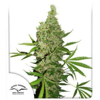 Dutch Passion White Widow x The Ultimate REGULAR - 10...