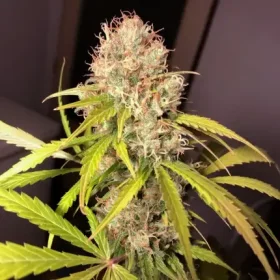 Dutch Passion White Widow x The Ultimate REGULAR - 10 regular seeds