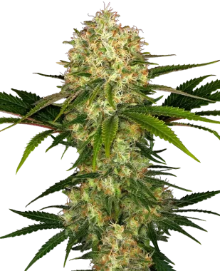 Sensi Seeds Afghani #1 REGULAR - 10 reguläre Samen