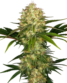 Sensi Seeds Afghani #1 REGULAR - 10 reguläre Samen