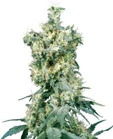 Sensi Seeds American Dream REGULAR - 10 regular seeds