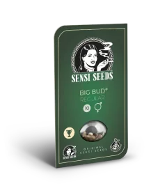 Sensi Seeds Big Bud REGULAR - 10 reguläre Samen