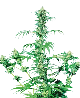 Sensi Seeds Early Girl REGULAR - 10 reguläre Samen