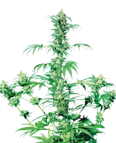 Sensi Seeds Early Girl REGULAR - 10 regular seeds