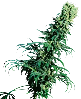 Sensi Seeds Early Pearl REGULAR - 10 reguläre Samen