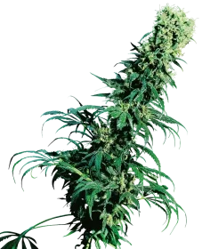 Sensi Seeds Early Pearl REGULAR - 10 regular seeds