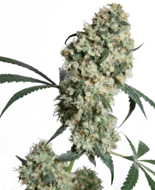 Sensi Seeds Ed Rosenthal Super Bud REGULAR - 10 reguläre Samen