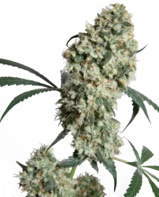 Sensi Seeds Ed Rosenthal Super Bud REGULAR - 10 regular seeds