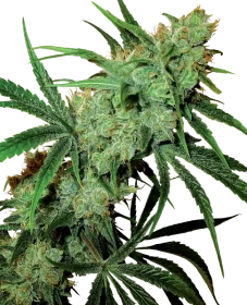 Sensi Seeds Fruity Juice® REGULAR - 10 regular seeds