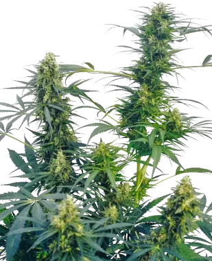 Sensi Seeds Guerrillas Gusto® REGULAR - 10...