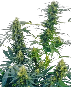 Sensi Seeds Guerrillas Gusto® REGULAR - 10 regular seeds