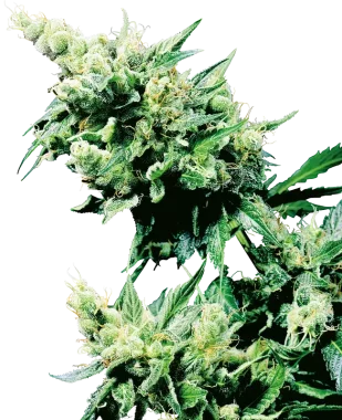 Sensi Seeds Hash Plant® REGULAR - 10 reguläre Samen