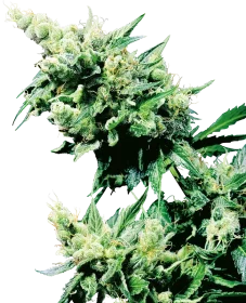 Sensi Seeds Hash Plant® REGULAR - 10 reguläre Samen