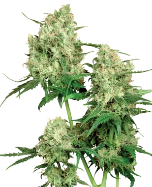 Sensi Seeds Maple Leaf Indica® REGULAR - 10...