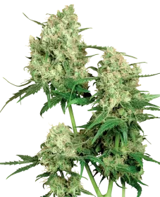 Sensi Seeds Maple Leaf Indica® REGULAR - 10 reguläre Samen