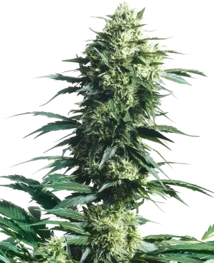 Sensi Seeds Mothers Finest® REGULAR - 10 reguläre Samen