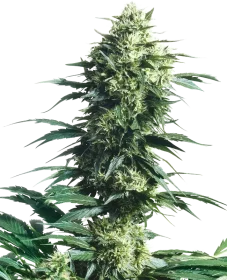 Sensi Seeds Mothers Finest® REGULAR - 10 reguläre Samen