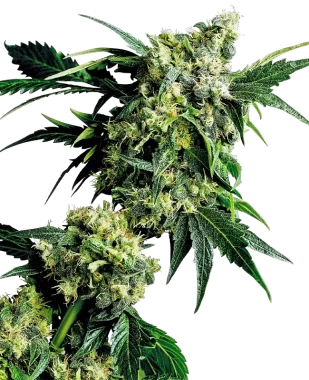 Sensi Seeds Mr. Nice G13 X Hash Plant® REGULAR - 10...