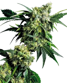 Sensi Seeds Mr. Nice G13 X Hash Plant® REGULAR - 10 regular seeds