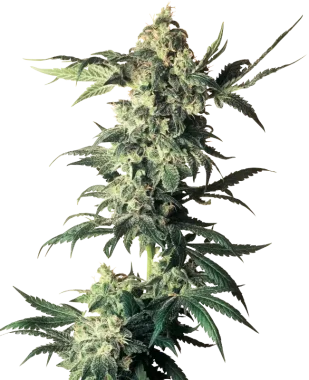 Sensi Seeds Northern Lights REGULAR - 10 reguläre Samen