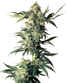 Sensi Seeds Northern Lights REGULAR - 10 reguläre Samen