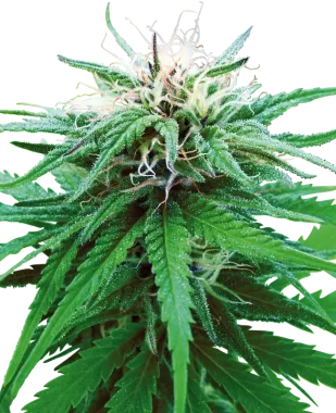 Sensi Seeds Ruderalis Indica® REGULAR - 10 reguläre Samen