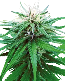 Sensi Seeds Ruderalis Indica® REGULAR - 10 reguläre Samen