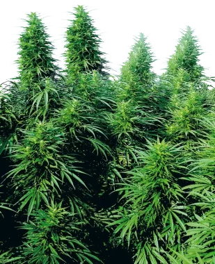 Sensi Seeds Ruderalis Skunk® REGULAR - 10 reguläre Samen