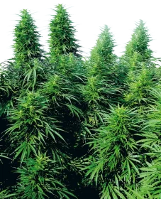 Sensi Seeds Ruderalis Skunk® REGULAR - 10 reguläre Samen