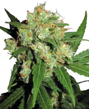 Sensi Seeds Sensi Skunk® REGULAR- 10 reguläre Samen