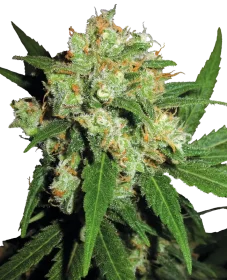 Sensi Seeds Sensi Skunk® REGULAR- 10 regular seeds