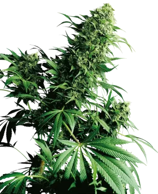 Sensi Seeds Shiva Shanti® REGULAR - 10 reguläre...