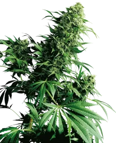 Sensi Seeds Shiva Shanti® REGULAR - 10 reguläre Samen