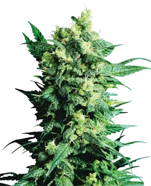 Sensi Seeds Shiva Shanti II® REGULAR - 10...