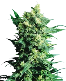 Sensi Seeds Shiva Shanti II® REGULAR - 10 regular seeds