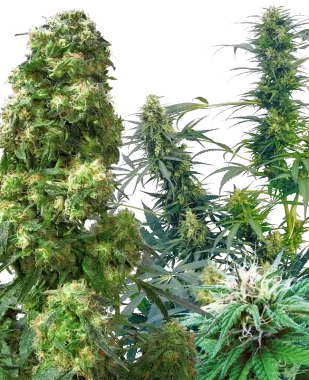 Sensi Seeds Outdoor Mix REGULAR- 25 reguläre Samen