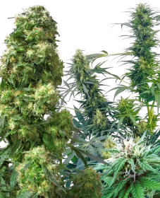 Sensi Seeds Outdoor Mix REGULAR- 25 regular seeds