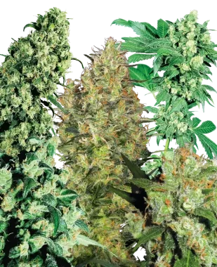 Sensi Seeds Indoor Mix REGULAR- 25 reguläre Samen