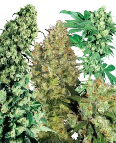 Sensi Seeds Indoor Mix REGULAR- 25 regular seeds