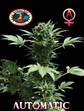 Big Buddha Seeds Big Buddha´s AUTOMATIC - 5...